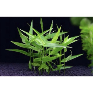 CÂY TRE THỦY SINH-40K/15NGỌN