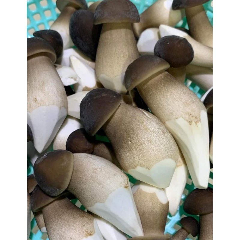 Nấm Mối Đen Tươi