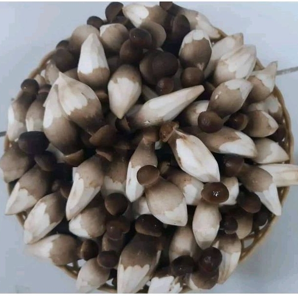 Nấm Mối Đen Tươi