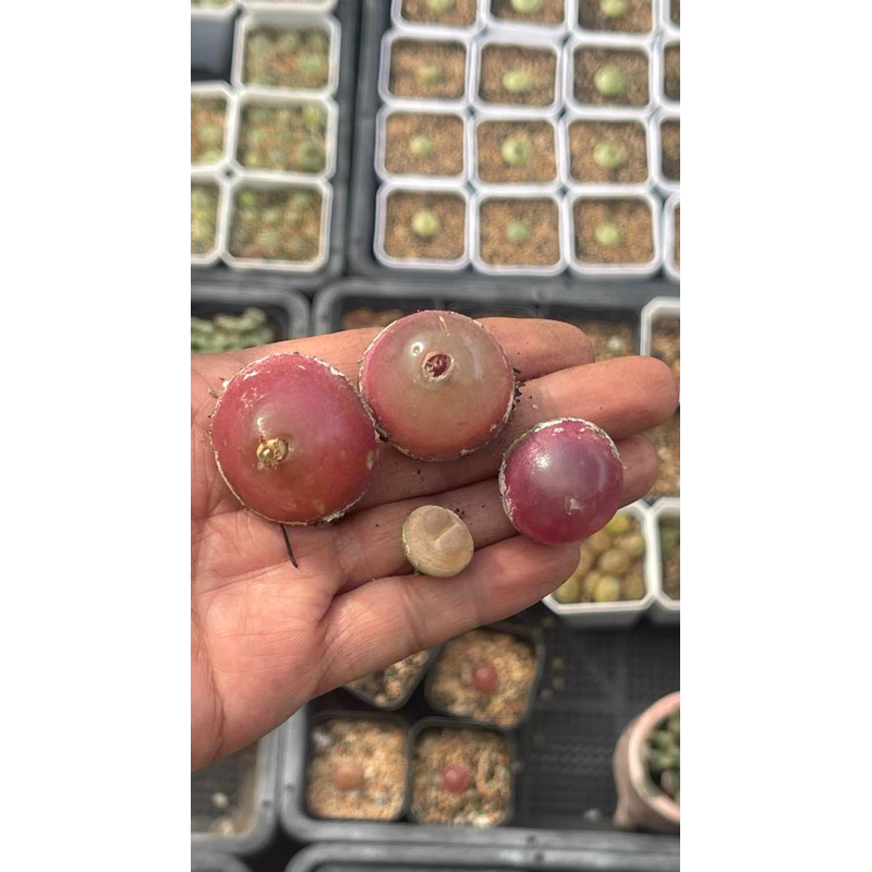 CONOPHYTUM BURGERI
