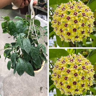 Giò hoa lan cẩm cù Haconensis hoa vàng