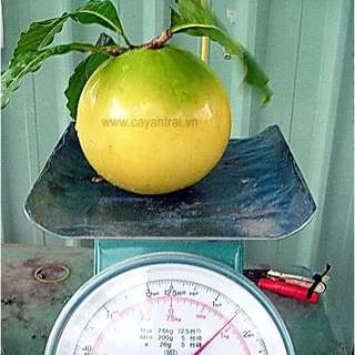 Combo 2 Cây Vú Sữa Hoàng Kim