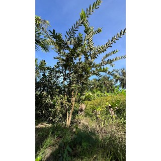 Cây giống ỔI Sẻ Rừng
