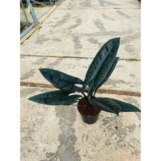 Chậu cứng Alocasia scalprum