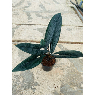 Chậu cứng Alocasia scalprum