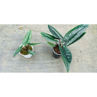 Chậu cứng Alocasia scalprum