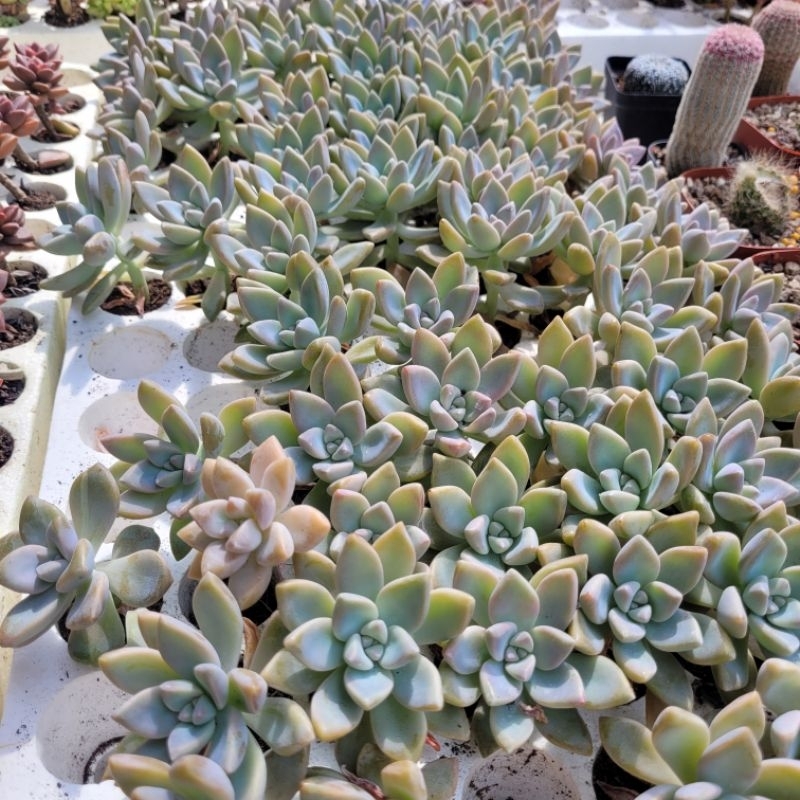 Sen đá đá tuyết size vỉ mini 3cm vườn sen Đăk Lăk. Cây cảnh trang trí nhà cửa