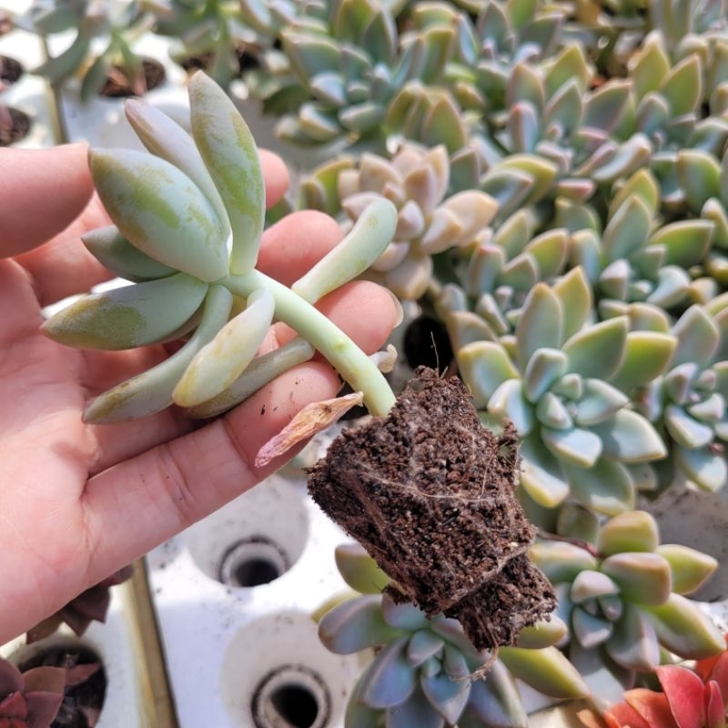 Sen đá đá tuyết size vỉ mini 3cm vườn sen Đăk Lăk. Cây cảnh trang trí nhà cửa