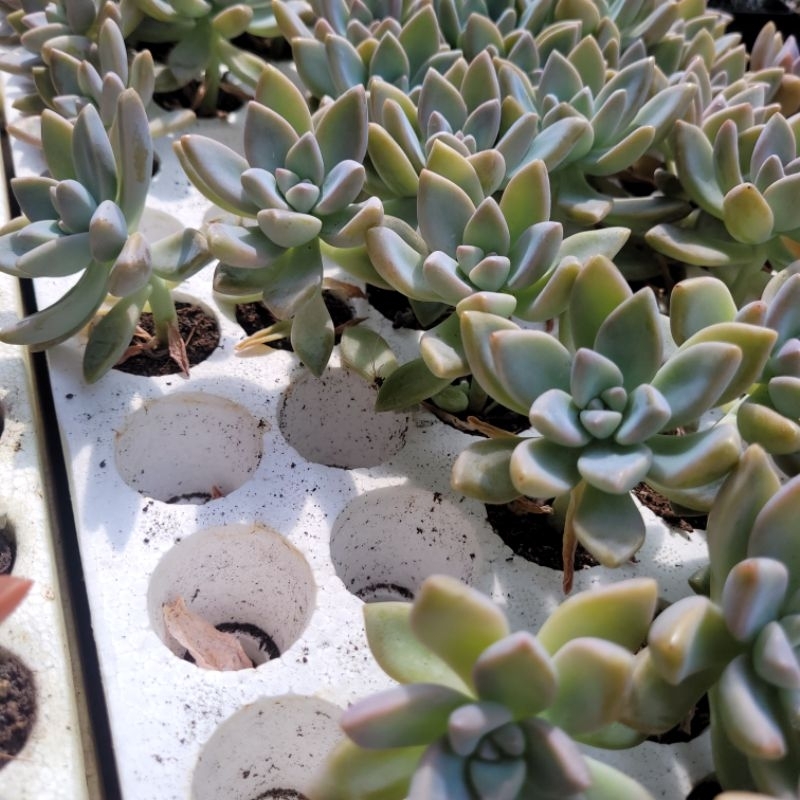 Sen đá đá tuyết size vỉ mini 3cm vườn sen Đăk Lăk. Cây cảnh trang trí nhà cửa