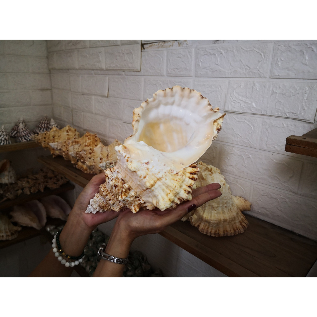 VỎ ỐC TÙ VÀ GAI "BURSA BOBO SEASHELL"