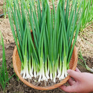Hạt giống Hành lá, hành hương cao sản, gói 2gr, sinh trưởng mạnh, năng suất cao