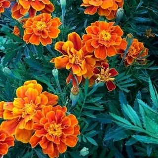 [ hạt giống hoa] 1200 hạt giống vạn thọ mỹ/ vạn thọ pháp thu lại