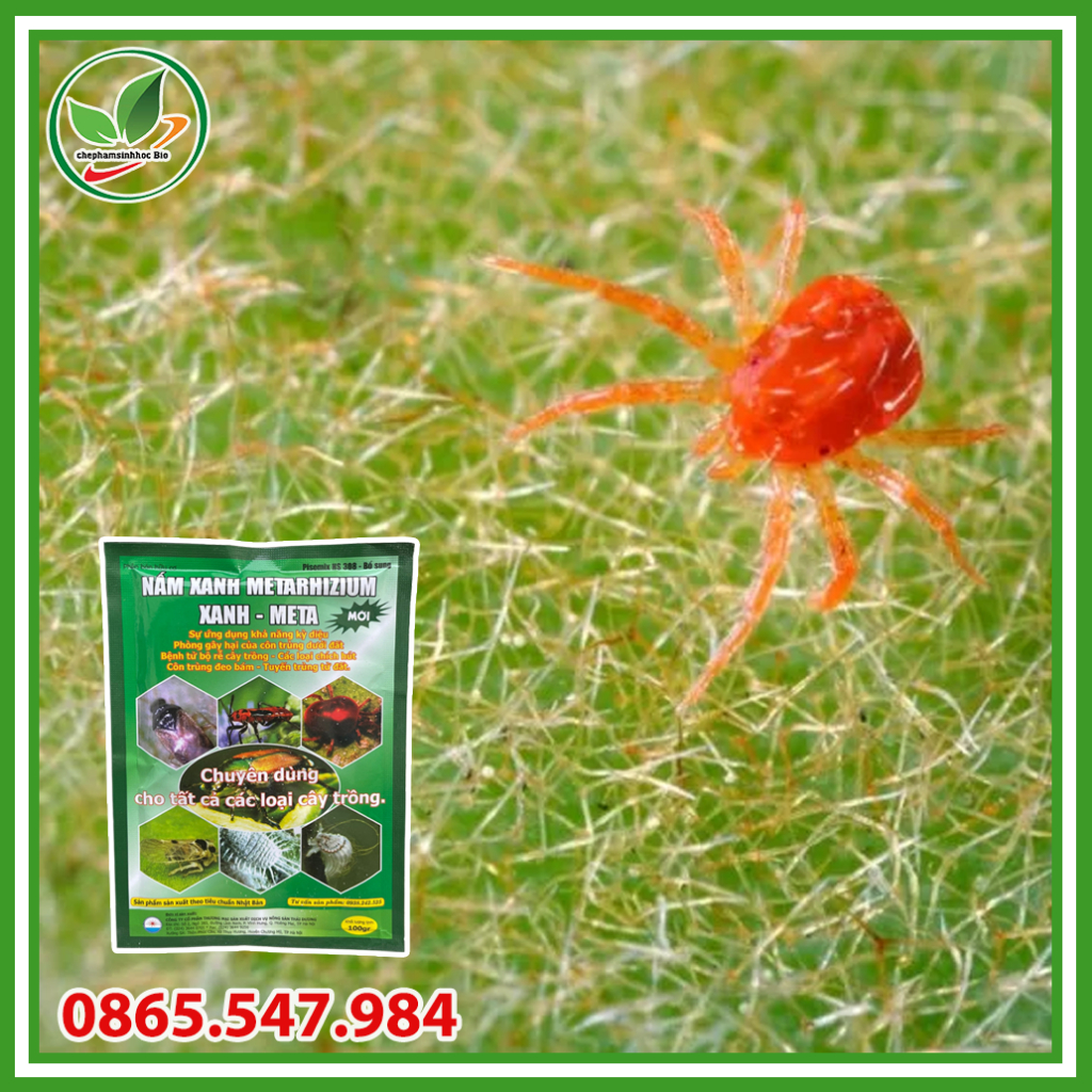Chế Phẩm Sinh Học Nấm Xanh Metarhizium. Chế phẩm vi sinh trừ sâu, bọ trĩ, nhện đỏ, sùng đất sinh học. Gói 100g