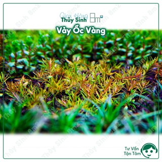 10 ngọn vảy ốc vàng | cây thủy sinh trung cảnh, cắt cắm | 8m2