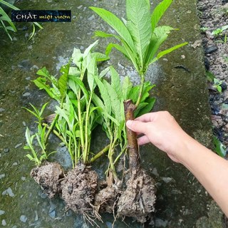 Gốc Cây Từ Bi/Cúc Tần giống (cây giống như hình cực đẹp)