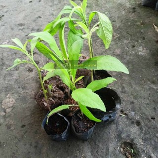 Gốc Cây Từ Bi/Cúc Tần giống (cây giống như hình cực đẹp)