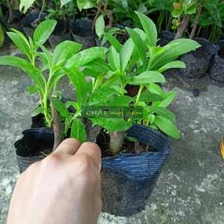 Gốc Cây Từ Bi/Cúc Tần giống (cây giống như hình cực đẹp)