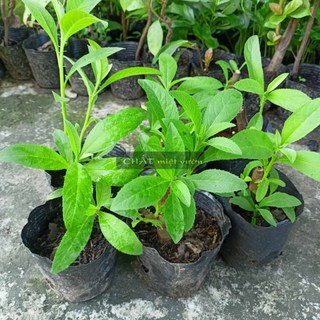 Gốc Cây Từ Bi/Cúc Tần giống (cây giống như hình cực đẹp)