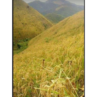GẠO NẾP NƯƠNG DÂN TỘC H’MÔNG chuẩn sạch 100% (500g)