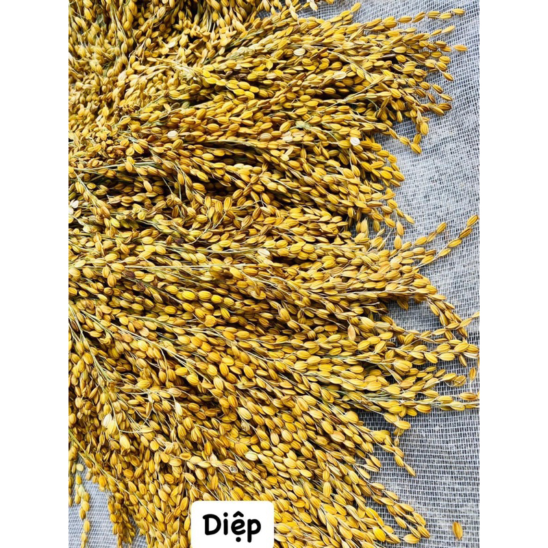 GẠO NẾP NƯƠNG DÂN TỘC H’MÔNG chuẩn sạch 100% (500g)