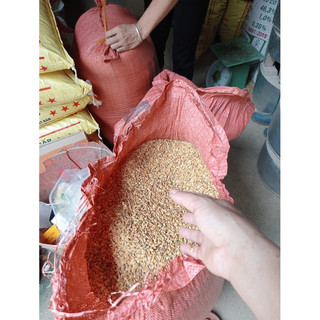 GẠO NẾP NƯƠNG DÂN TỘC H’MÔNG chuẩn sạch 100% (500g)