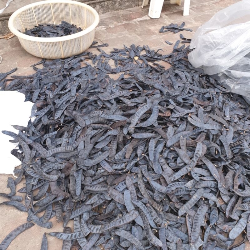 Bồ kết khô