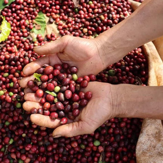 Cà phê Hạt Robusta rang mộc 100% nguyên chất (500g)