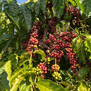 Cà phê Hạt Culi rang mộc 100% nguyên chất (Gói 500g)