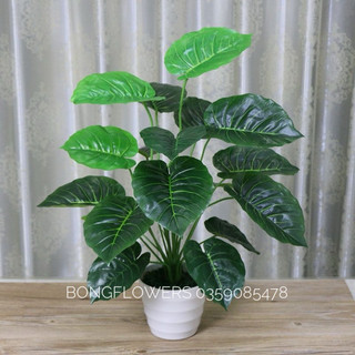 Cây giả decor - cây lá trầu bà giả cao 70cm kèm chậu