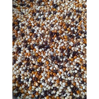 Cỏ thái cho cu gáy 1kg mix 5 loại hạt