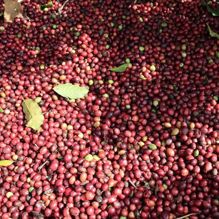 Cà phê Hạt Robusta rang mộc 100% nguyên chất (Loại 1000kg)