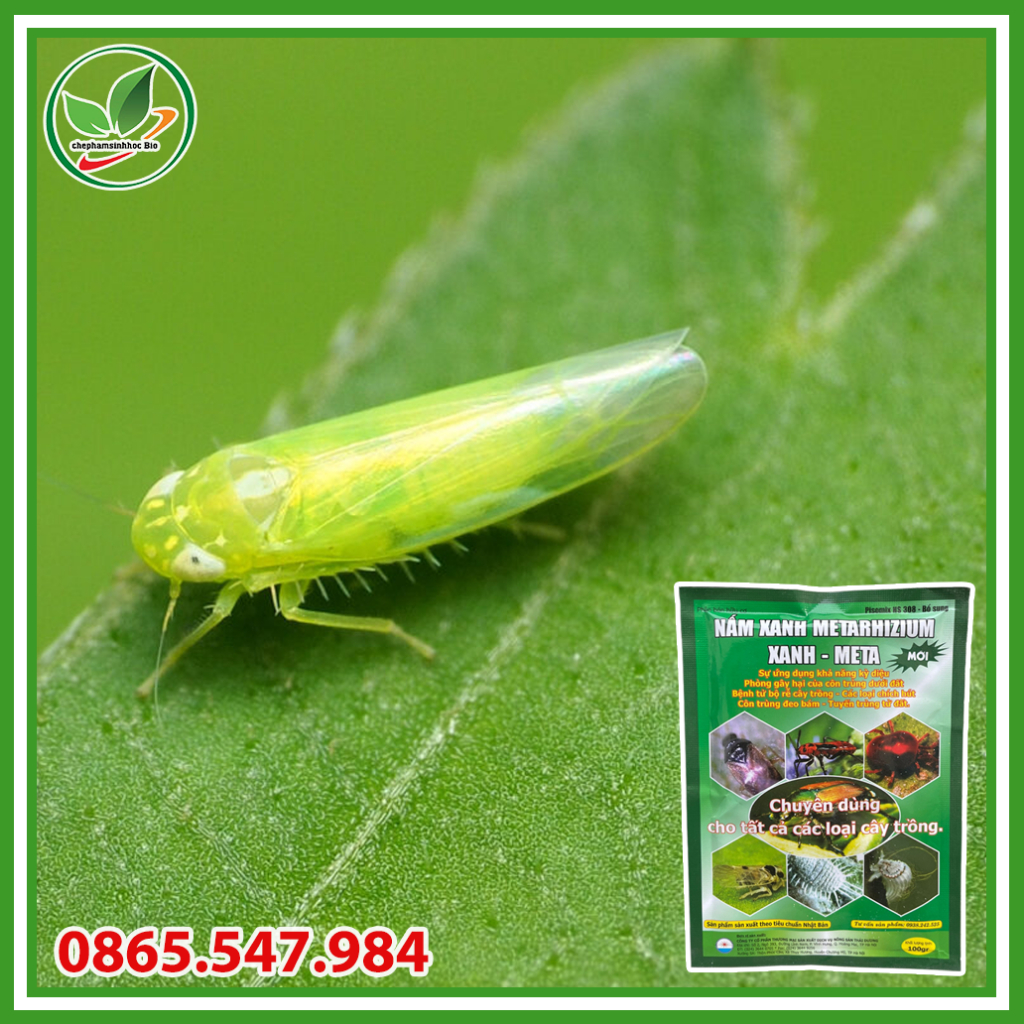 Chế Phẩm Sinh Học Nấm Xanh Metarhizium. Chế phẩm vi sinh trừ sâu, bọ trĩ, nhện đỏ, sùng đất sinh học. Gói 100g