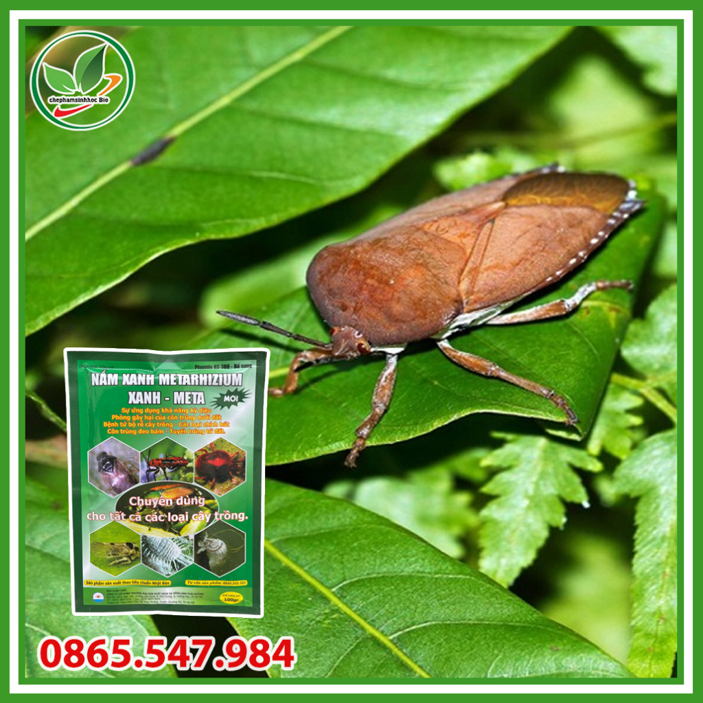 Chế Phẩm Sinh Học Nấm Xanh Metarhizium. Chế phẩm vi sinh trừ sâu, bọ trĩ, nhện đỏ, sùng đất sinh học. Gói 100g