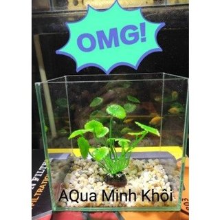 bể cá betta, guppy show bể cá mini để bàn, chậu sen đá xương rồng 15.10.15