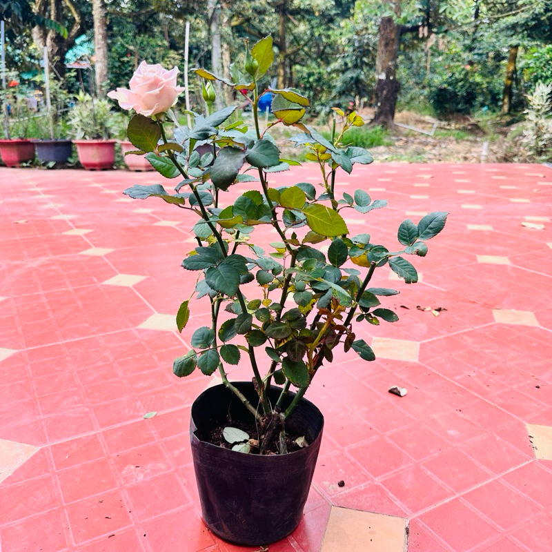 Hoa hồng Menta Rose - hồng bụi, lâu tàn