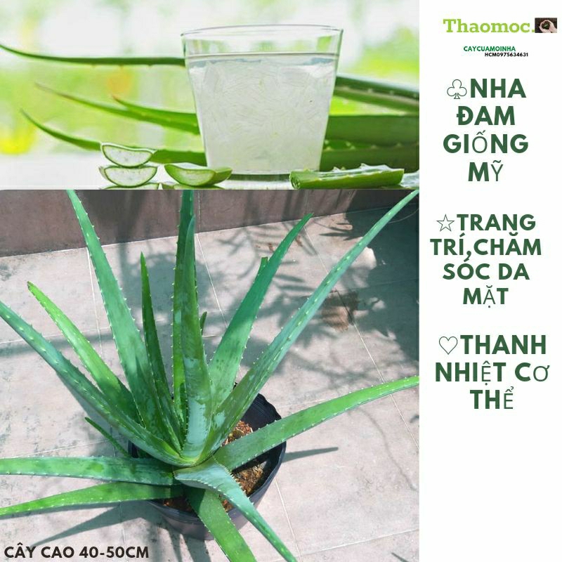 Cây Nha Đam,Nha Đam Giống Mỹ (cây cao 45-55cm) Thanh Lọc Cơ Thể,Chăm sóc Da Mặt.