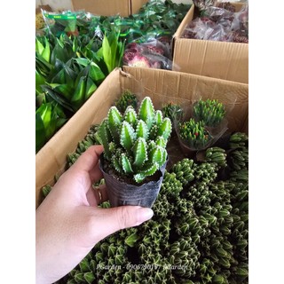 Thanh sơn mix CHẬU VẼ để bàn