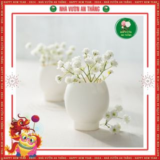 Hạt giống hoa baby trắng tinh khôi