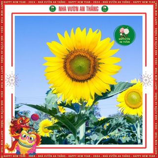 Hạt hoa hướng dương cao 1 bông to, nhanh cho hoa 