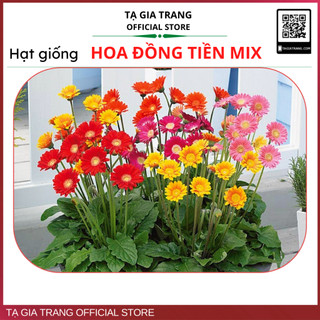 Hạt giống hoa đồng tiền mix