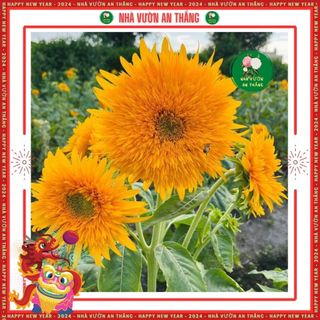Hạt giống hoa hướng dương cánh kép bông to, hoa chùm