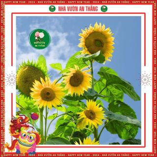 Hạt hoa hướng dương cao siêu nhiều bông, nảy mầm nhanh, cho hoa bền