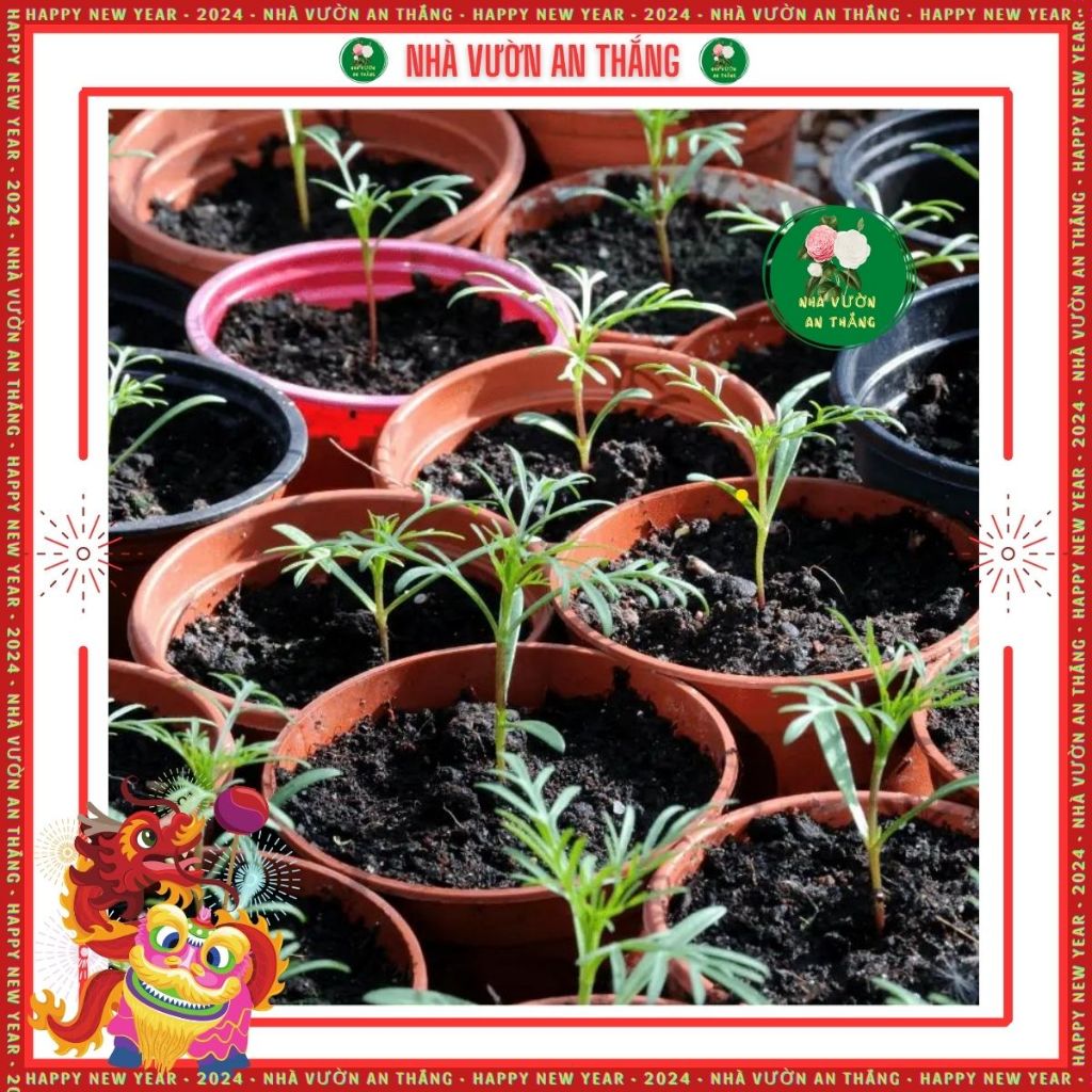 Hạt giống hoa sao nhái mix nhiều màu mới nhất, đẹp trồng quanh năm