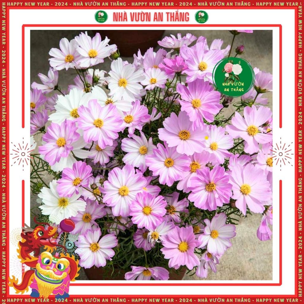 Hạt giống hoa sao nhái mix nhiều màu mới nhất, đẹp trồng quanh năm