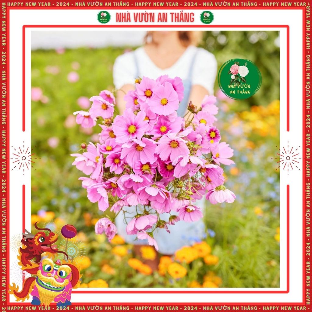 Hạt giống hoa sao nhái mix nhiều màu mới nhất, đẹp trồng quanh năm