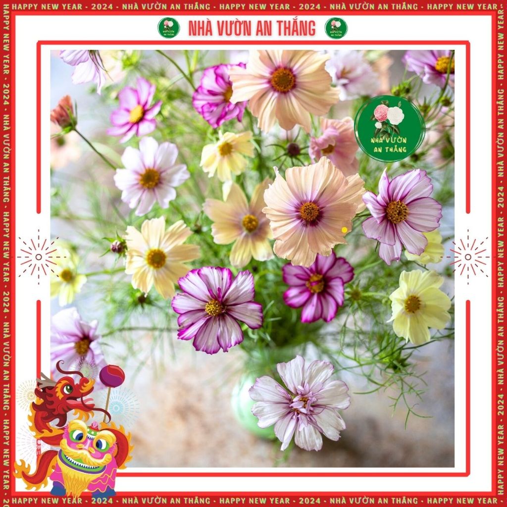 Hạt giống hoa sao nhái mix nhiều màu mới nhất, đẹp trồng quanh năm