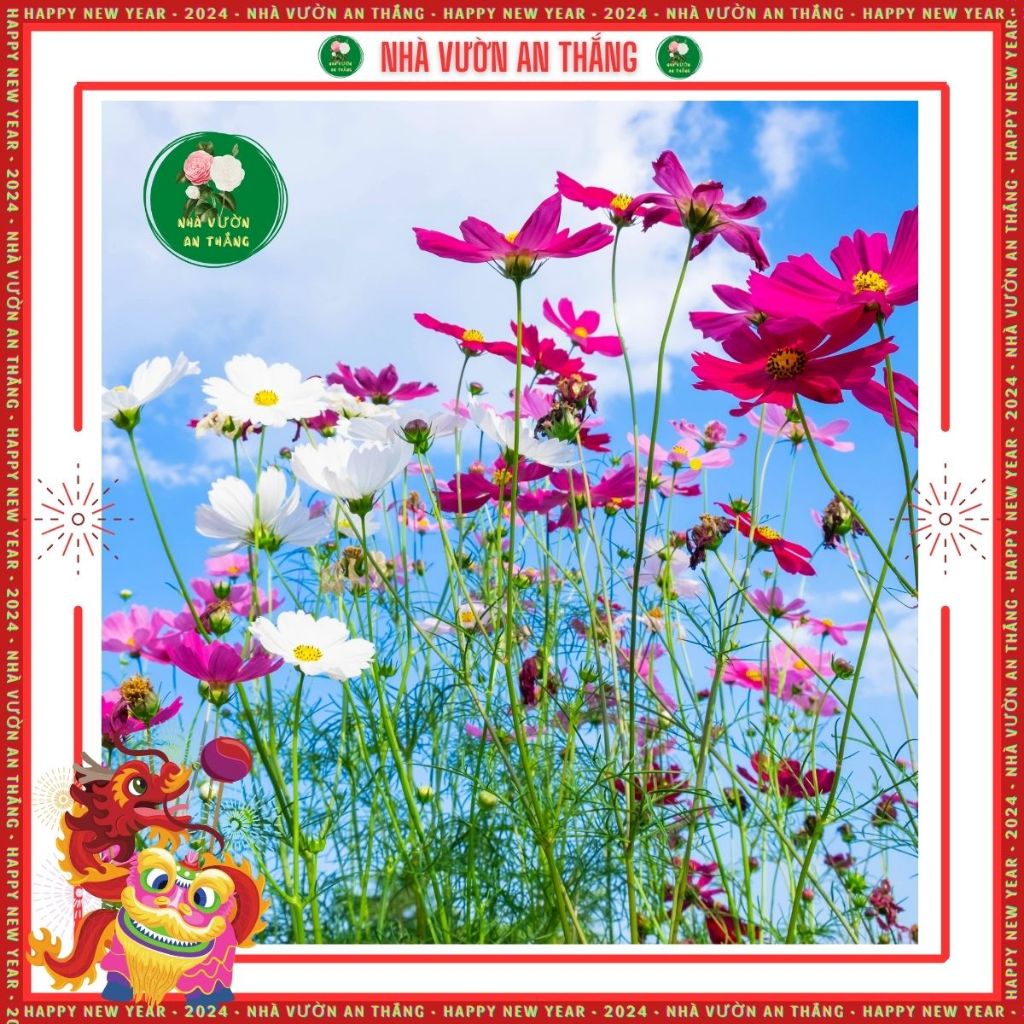 Hạt giống hoa sao nhái mix nhiều màu mới nhất, đẹp trồng quanh năm