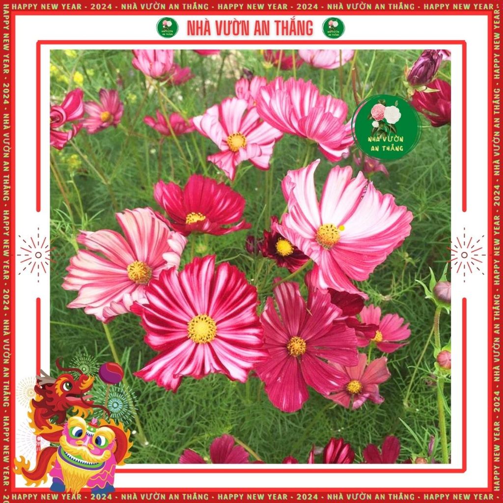 Hạt giống hoa sao nhái mix nhiều màu mới nhất, đẹp trồng quanh năm