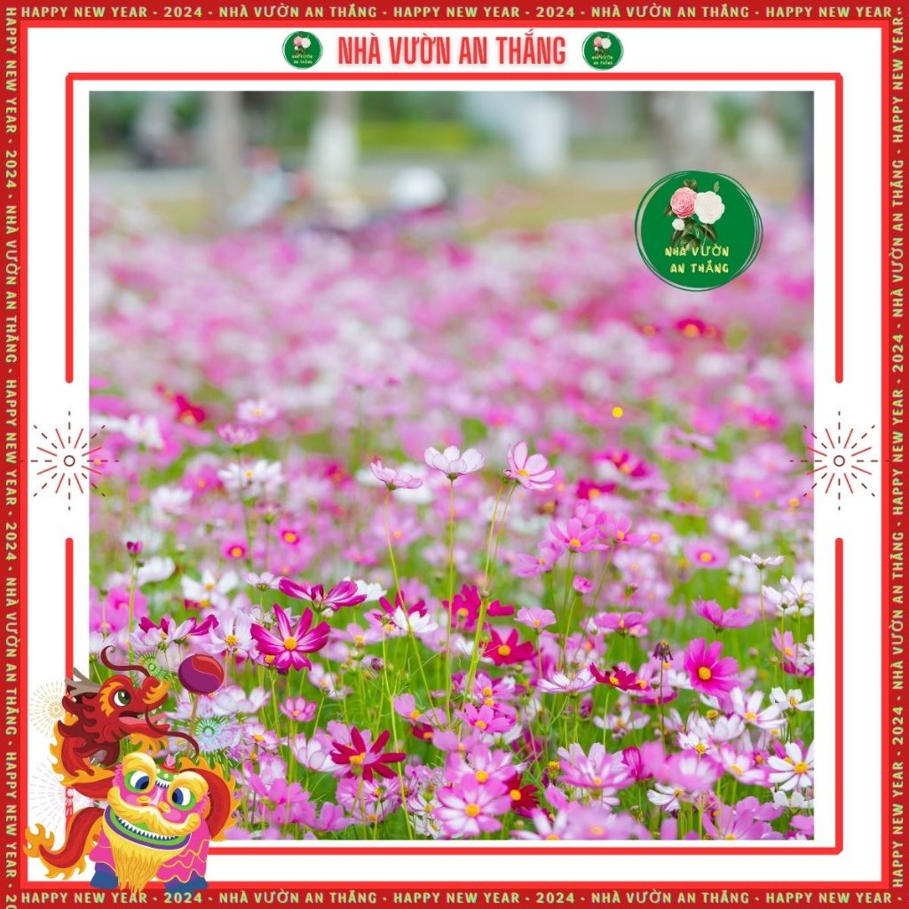 Hạt giống hoa sao nhái mix nhiều màu mới nhất, đẹp trồng quanh năm