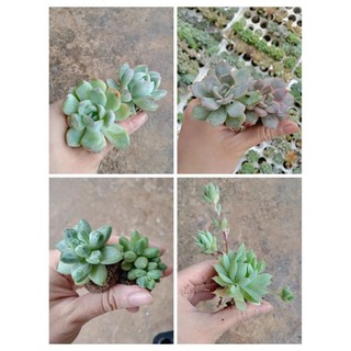 Sen đá kim cương, dù kim, phấn hồng, bánh bao size vỉ 4-5cm - neyuhgarden
